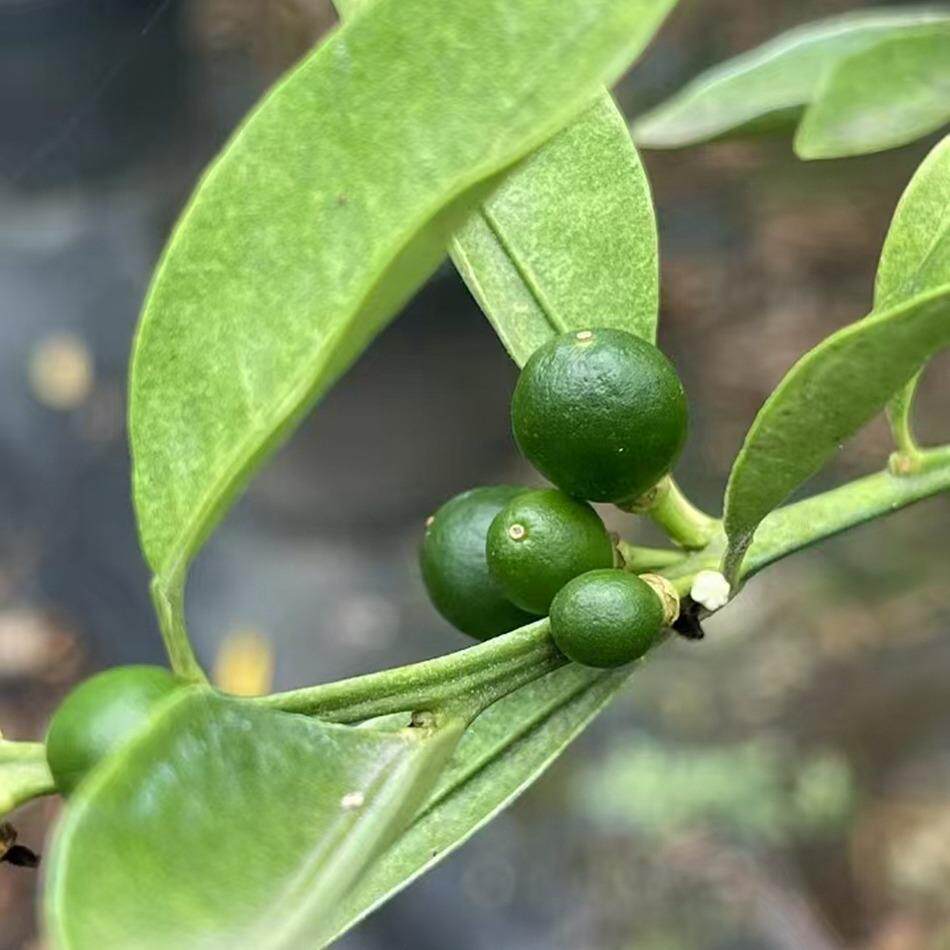 脆皮金桔美植袋 果树 家庭园艺种植 成都园林绿化工程苗木