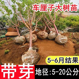 特大车厘子树苗樱桃树，苖南北方四季种植盆栽，地栽庭院嫁接果树果苗