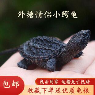 北美小鳄龟苗活物宠物龟观赏龟杂佛食肉龟水龟外塘凶猛小乌龟活物