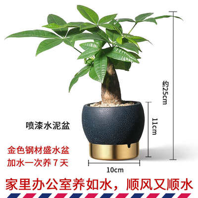 如水盆栽容易养 发财树招财树 办公室植物室内办公桌面小绿植水培