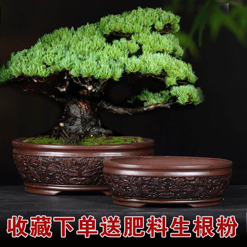 紫砂花盆长方形榕树盆景盆特大号椭圆形老桩梅花植物盆景陶瓷花盆