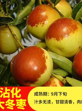 枣树苗沾化枣树苗种子嫁接苗南方北方种植庭院地栽果树苗当年结果