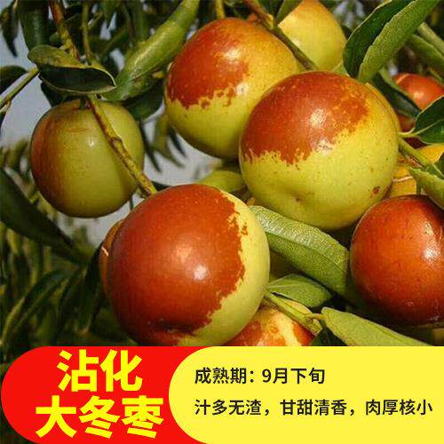 枣树苗沾化枣树苗种子嫁接苗南方北方种植庭院地栽果树苗当年结果
