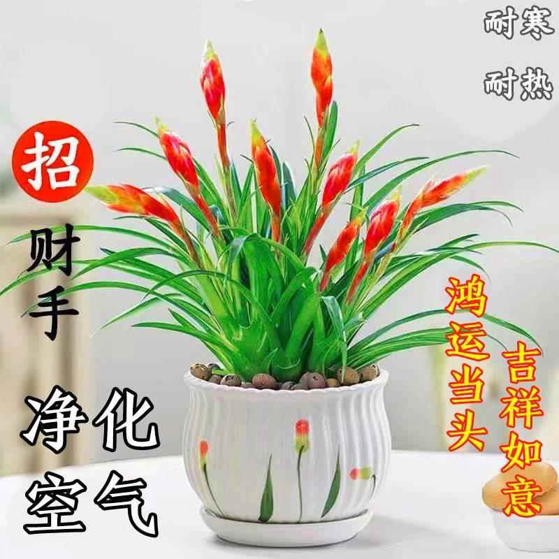 小辣椒招财手盆栽四季开花鸿运当头客厅办公室内桌面花卉绿植好养