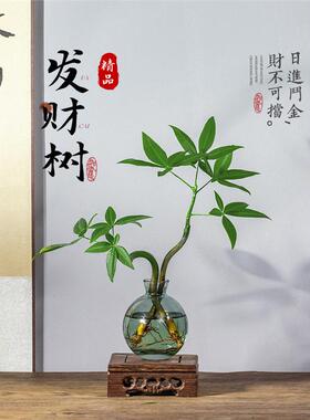 发财树小盆栽办公室内桌面水培植物绿植客厅招财摆件四季常青好养