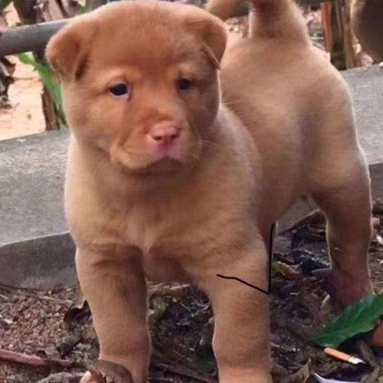 五红犬土猎犬中华田园犬幼犬狩猎犬打猎犬土狗家养活体看门狗红色-封面