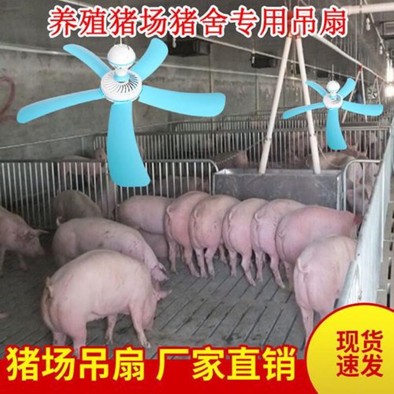 养殖场电风扇猪场吊扇猪舍工厂猪用降温冷风扇饲养猪解热