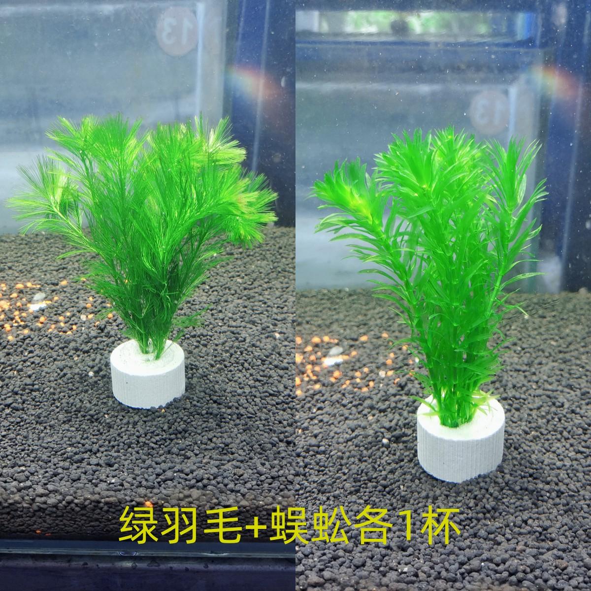水草水草无需其它水族用具设备