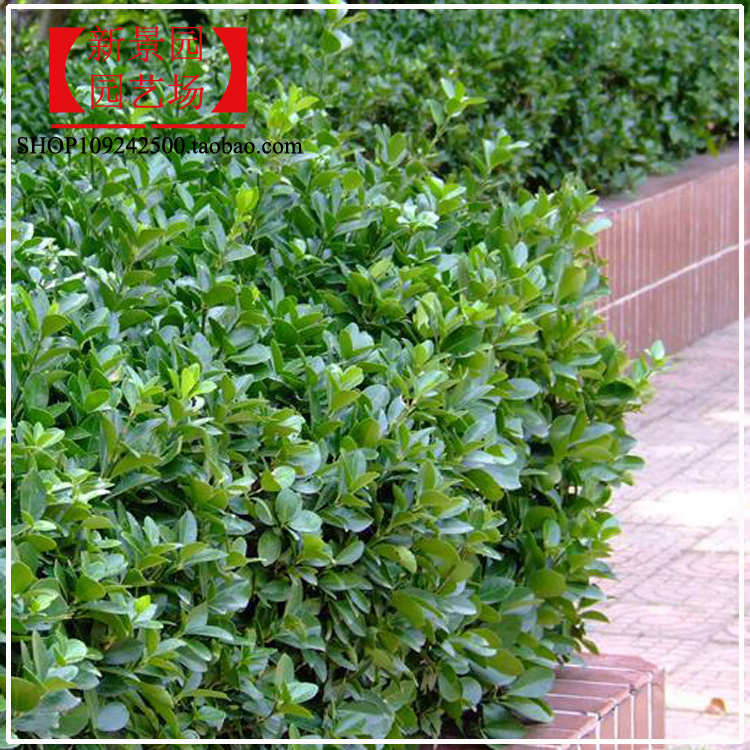 四季青树苗 庭院围栏 大叶黄杨室外耐寒 北海道黄杨 绿化冬青树苗