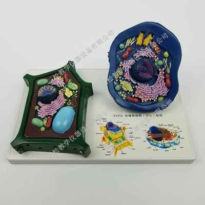 植细胞对比模型 动物物细 胞模型动 植物细胞模33302型PVC制教学