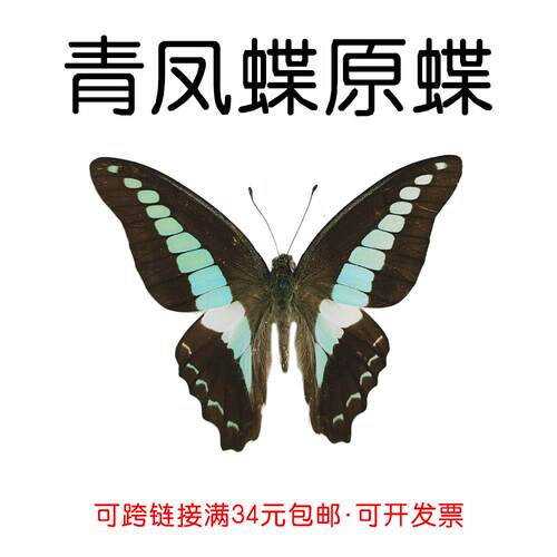 真蝴蝶原蝶青凤蝶未展翅蝴蝶标本制作diy研学手工材料A1/A-品质