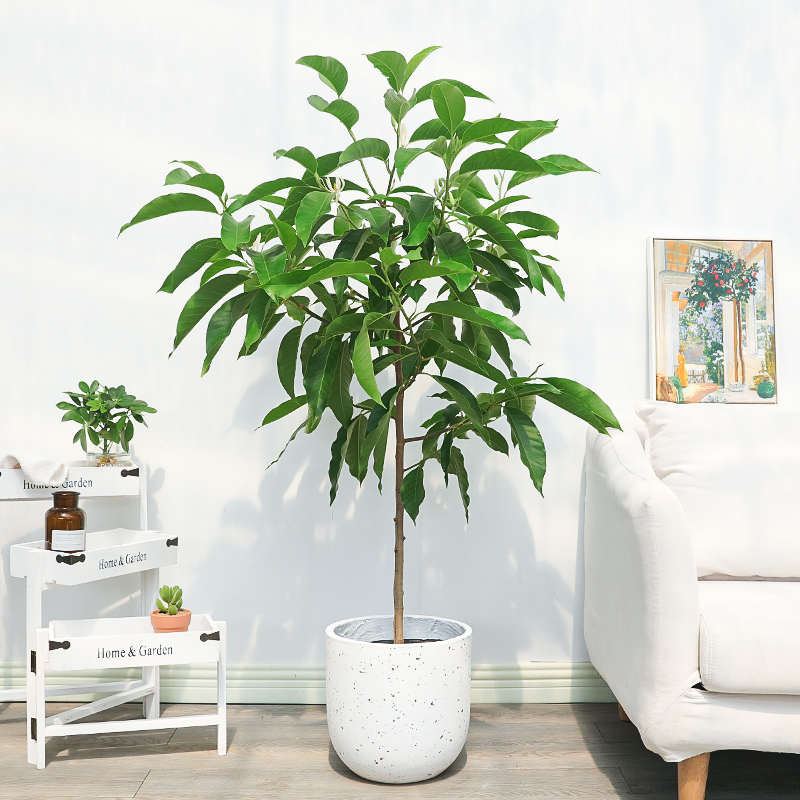 爱优尚白兰花盆栽花卉白玉兰花树老桩室内阳台绿植好养开花植物