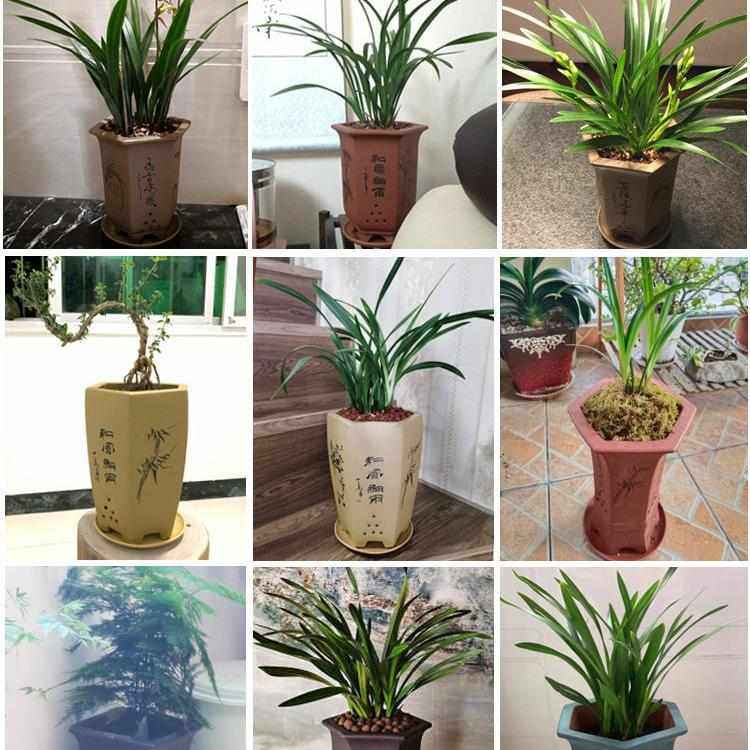 宜兴紫砂兰花盆带托盘兰花盆君子兰室内家用桌面绿植花盆,鲜花速递/花卉仿真/绿植园艺,花盆,淘宝优惠券,粉丝福利购,淘宝优惠卷