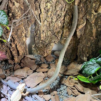 爬虫缸树藤树枝蜥蜴寄居蟹陆生攀爬造景用品爬宠仿真植物藤条装饰