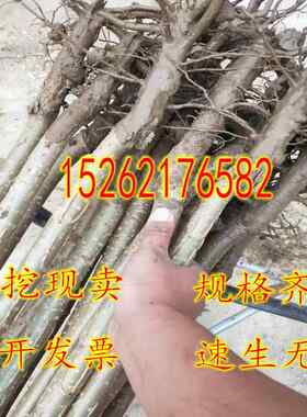 速生杨107白杨树苗3804无絮杨中华红叶杨杨树苗绿化植物防沙造林