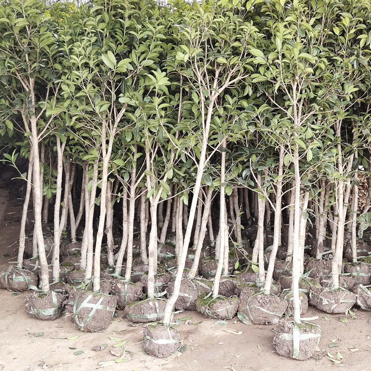 桂花树苗桂花盆栽金桂丹桂沉香桂四季桂庭院桂花树苗四季开花