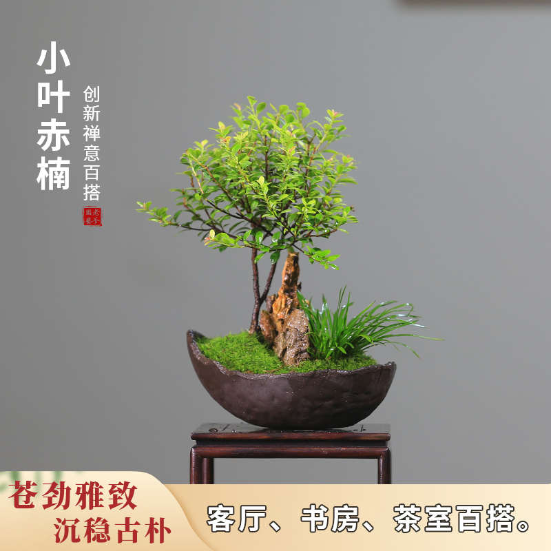 掌上盆景小叶赤楠四季常青室内玄关桌面植物盆栽观赏办公室绿植