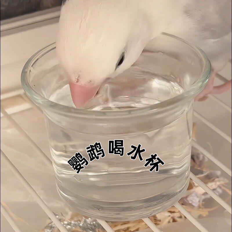 鹦鹉食盒鸟水杯玄凤饮水器玻璃杯鸟用喝水杯喂食器可用品牡丹食器