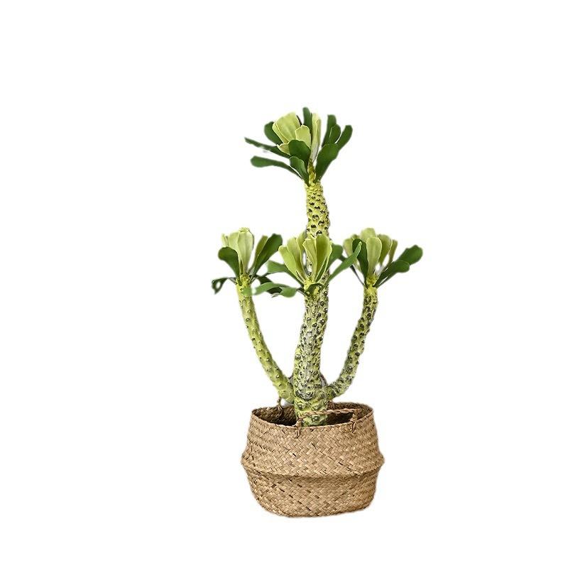 仿真霸王鞭沙生植物仙人掌沙漠造景绿植软装样板间商场橱窗霸王鞭