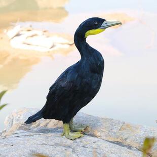 新品仿真羽毛鸬鹚模型景区船坞装饰鱼鹰摄影道具动物工艺品摆件