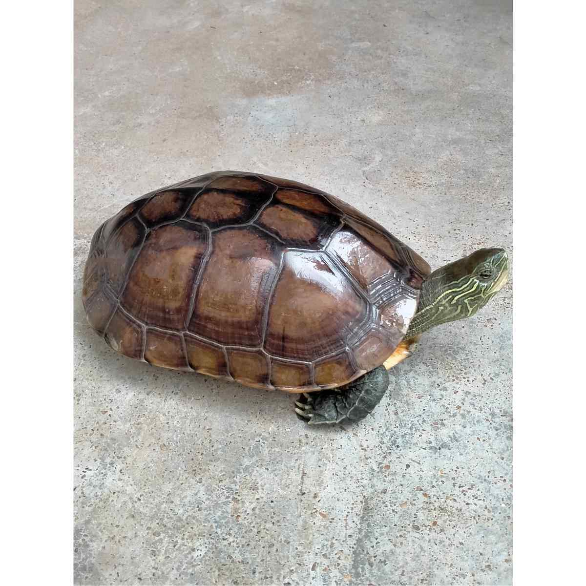 草龟乌龟活物外塘中华龟宠物活体风水龟花杂草龟水龟网红大龟情侣