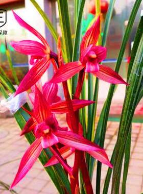 无花苞兰花盆栽植物室内春剑都江红素浓香型好养阳台客厅名贵兰花