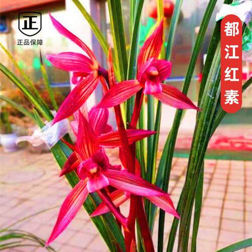 无花苞兰花盆栽植物室内春剑都江红素浓香型好养阳台客厅名贵兰花