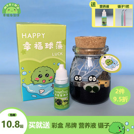 marimo幸福海藻球水培植物，微景观生态瓶，球藻微生物瓶迷你绿植盆栽