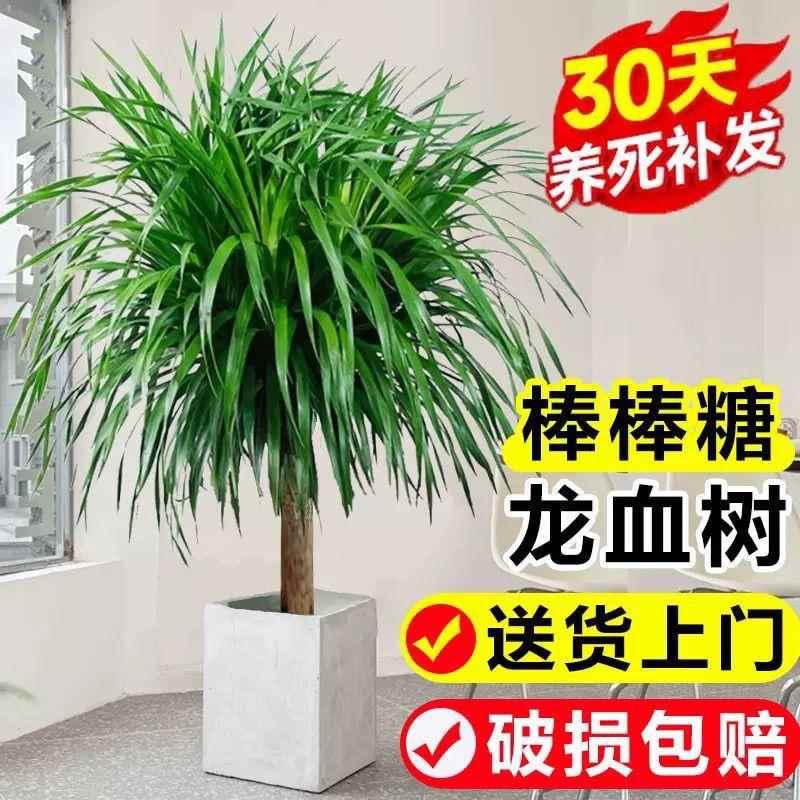 龙须树龙须铁龙血树多头花卉盆栽室内客厅大型绿植花卉美化空气