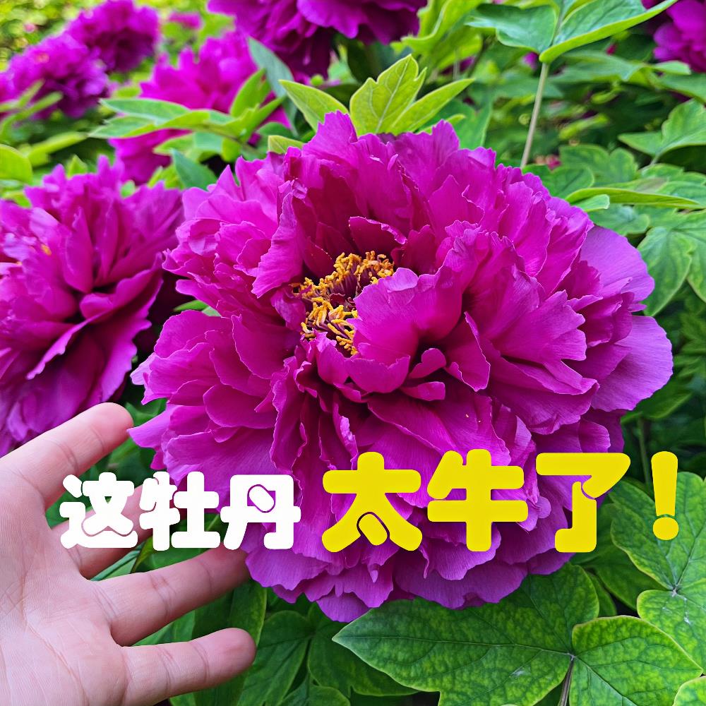牡丹盆栽 带花苞老盆养洛阳牡丹室内庭院阳台花园皮实好养花卉