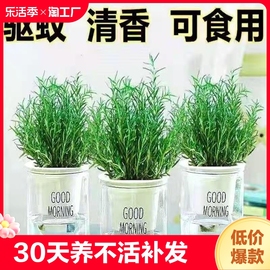 可食用迷迭香盆栽室内驱蚊植物绿植客厅净化空气花卉阳台办公室