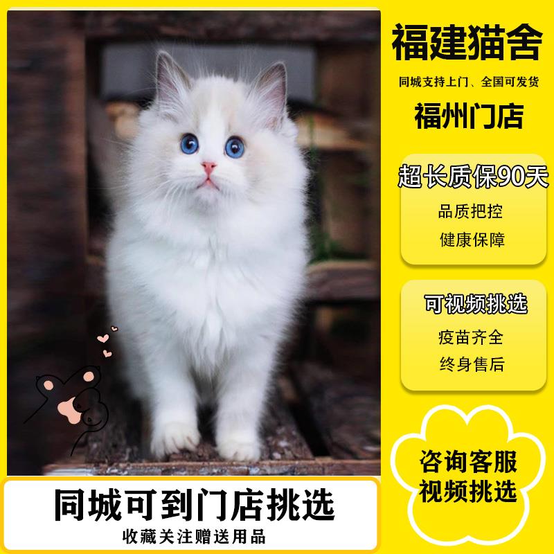 纯种布偶猫幼猫海双蓝双重点色仙女猫蓝眼活体宠物赛级猫舍血统崽