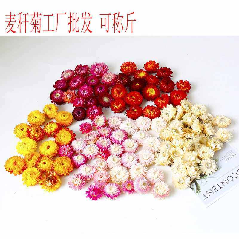 干花麦秆菊花头七彩菊菠萝菊雏菊花头 真花插花艺干花材料包