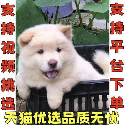 白土松熊犬松狮中华田园犬土松犬土猎犬小白土狗幼犬土狗活体