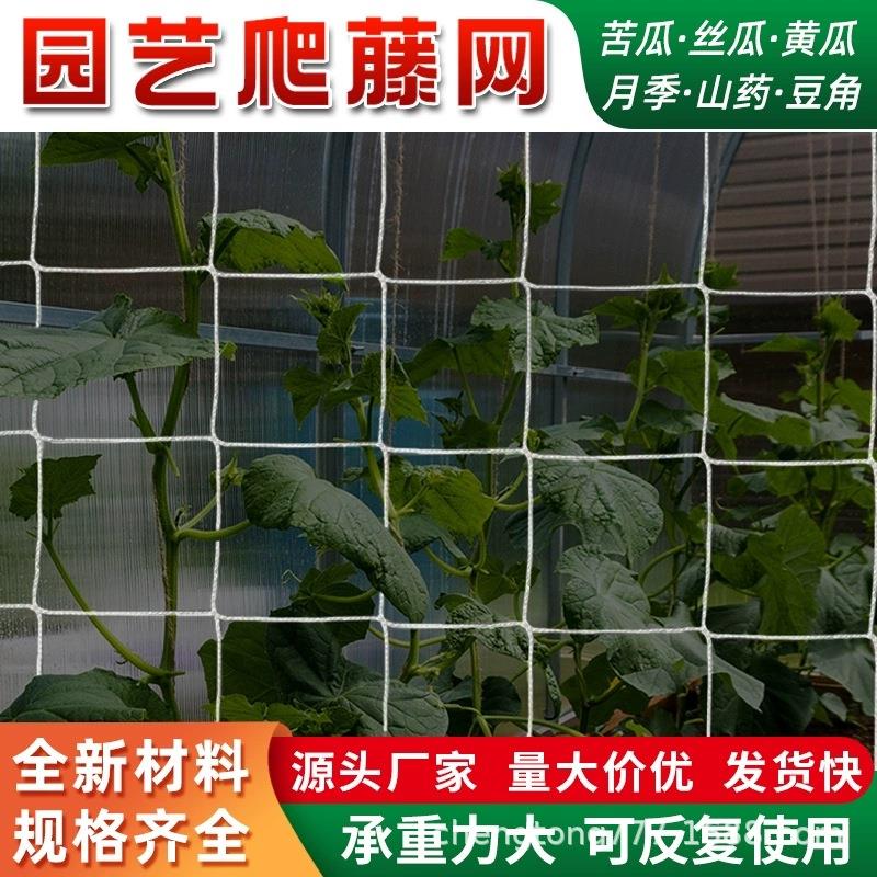 植物爬藤网大棚黄瓜果丝瓜苦瓜月季藤蔓攀爬种植网阳台园艺搭架网