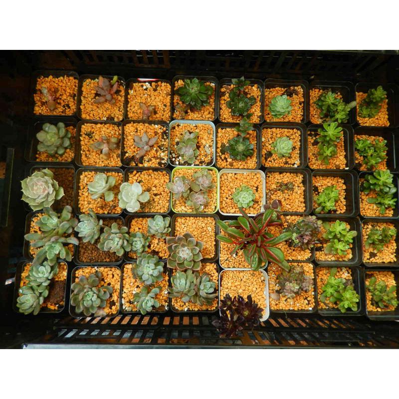 鹿沼土多肉土营养土3-6mm14升