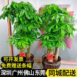 深圳发财树盆栽大型室内绿植开业乔迁送礼植物客厅新房吸收甲醛