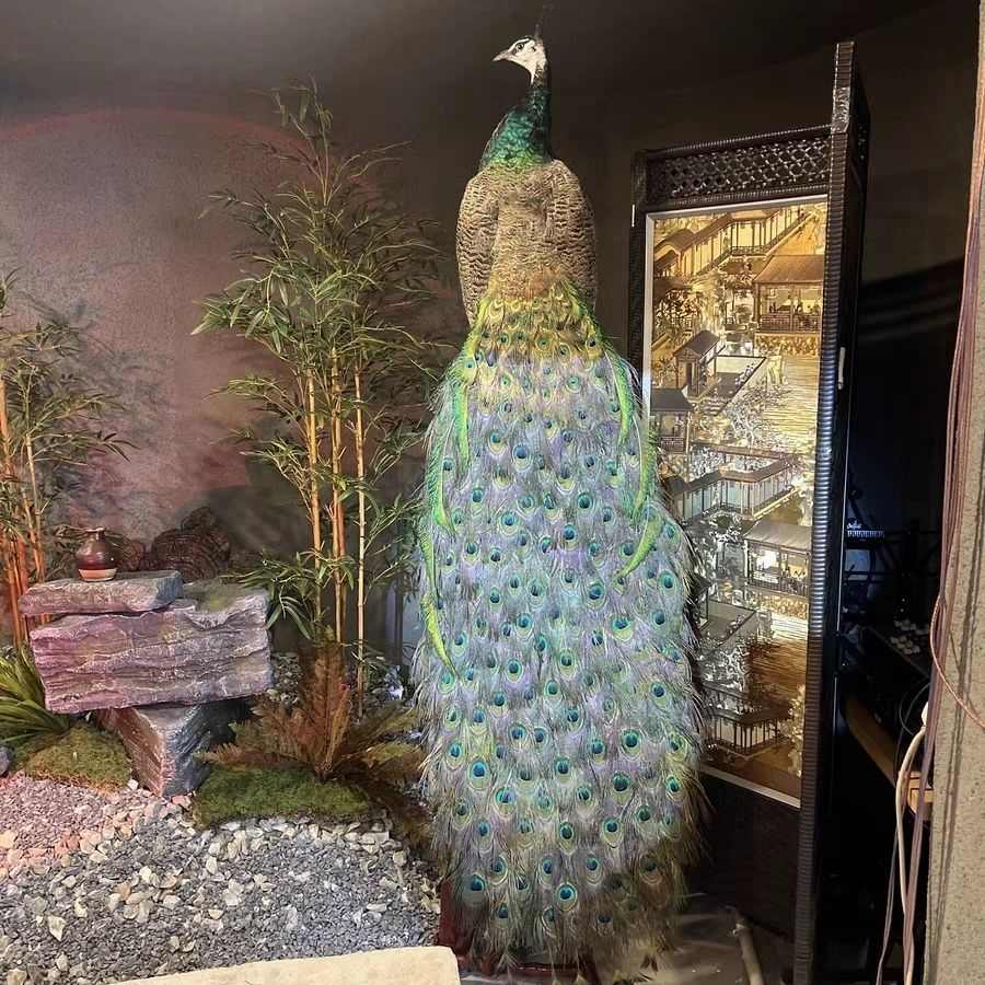 孔雀标本摆件客厅豪华装饰室内工艺品真实羽毛落地办公室精品招财