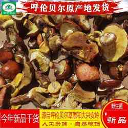 松蘑菇东北特产呼伦贝尔干货黏团子粘团子菌菇蛾子松蛾