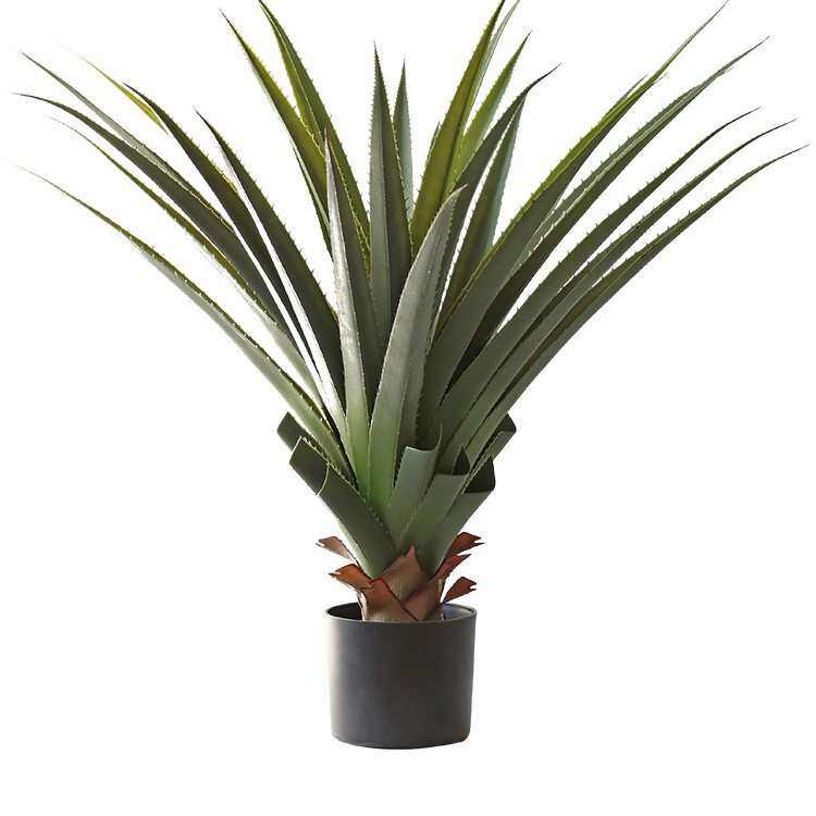 可代发绿植龙舌兰盆栽多肉植物造景客厅橱窗落地装饰景观,鲜花速递/花卉仿真/绿植园艺,仿真绿植,淘宝优惠券,粉丝福利购,淘宝优惠卷