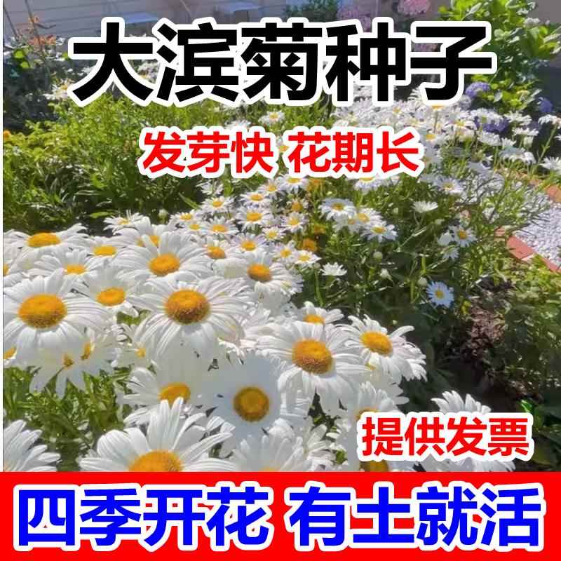大滨菊种子雏菊洋甘菊阳台庭院室外格桑花卉花种籽子四季播种开花