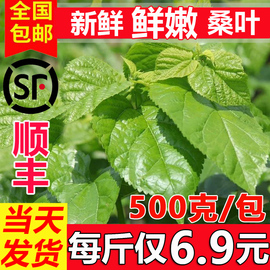 新鲜桑叶喂蚕现摘桑树叶学生养蚕套装鲜嫩食物大小蚕卵蚕宝宝饲料