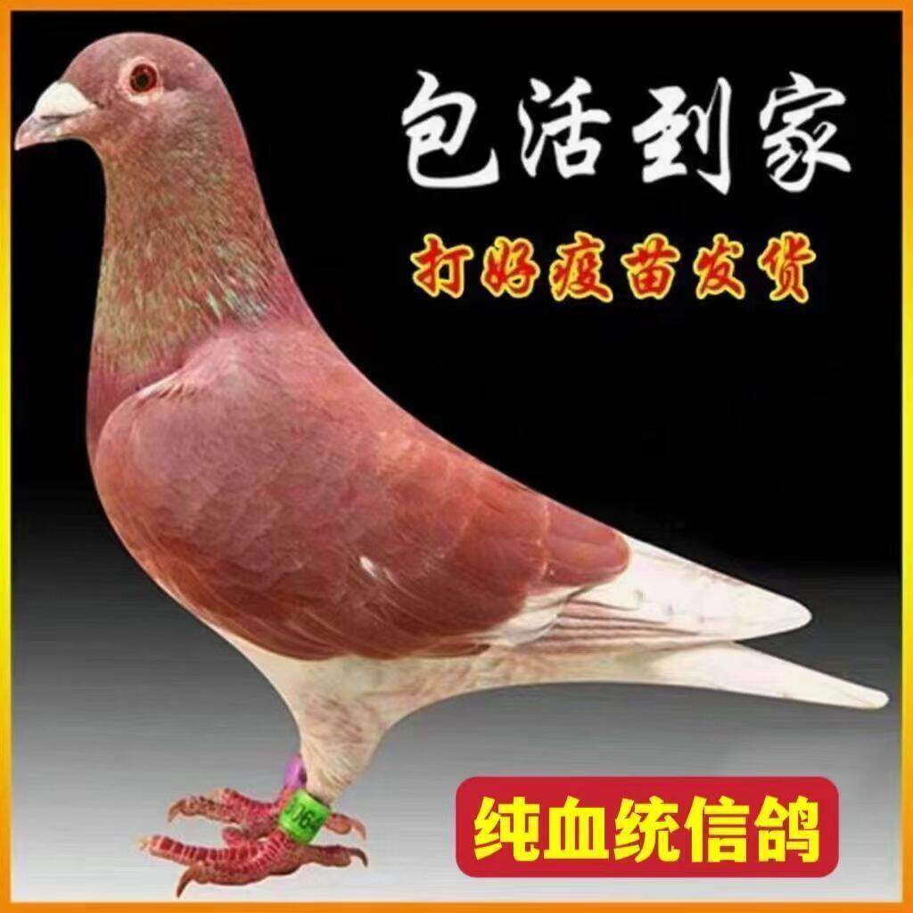 鸽子活一对信鸽种鸽赛鸽观赏鸽成绩鸽幼鸽活体活体原配一公一母