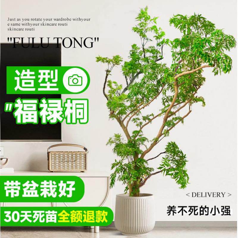 羽叶福禄桐盆栽大型绿植室内客厅落地金钱兜盆景造型圆叶禄植真树