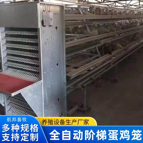 自动化阶梯式养鸡设备厂家供应家用养殖设备加背负式喂料机捡蛋机