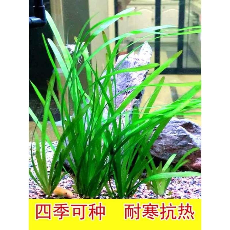 大小水兰迷你细叶纽兰前景苦草水草鱼池养鱼缸草绿植造景植物K619