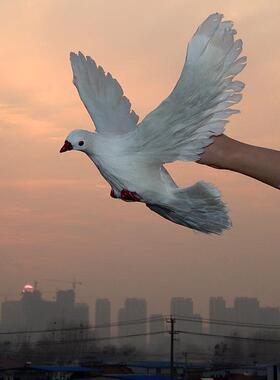 鸽子玩偶彷真鸽子摆件和平鸽假鸽子模型婚礼布置装饰道具鸟类标本