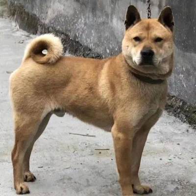 中华田园犬土狗活体幼犬