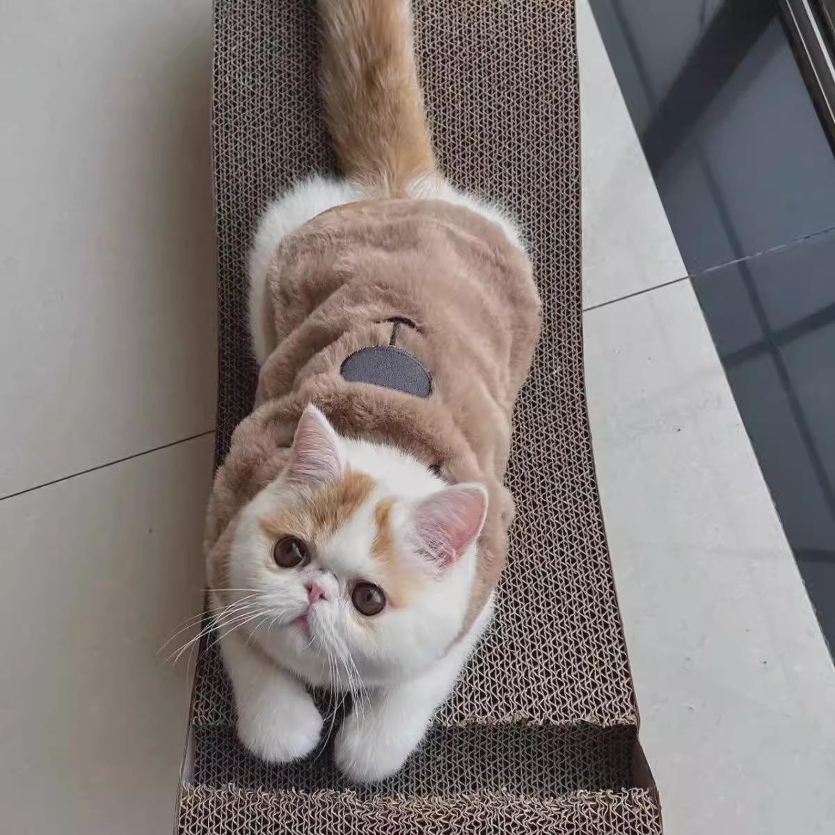 秋冬新款猫咪衣服保暖加厚马甲背心布偶猫银渐层蓝小型犬加绒棉衣