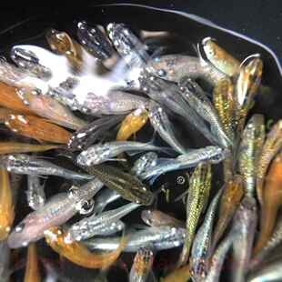 精品观背青鳉鱼送饲料 观赏鱼青鱂小鱼星光鱼苗 青锵鱼小型冷水鱼